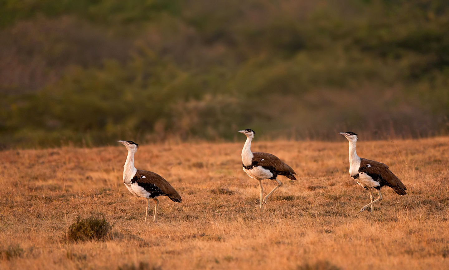 Once in The Running to Become India’s National Bird is Close to Extinction !